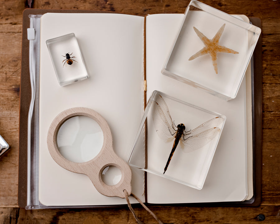 Dragonfly Specimen
