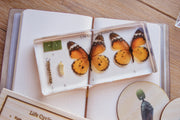 Butterfly Lifecycle Specimen Block - Our Earth Life