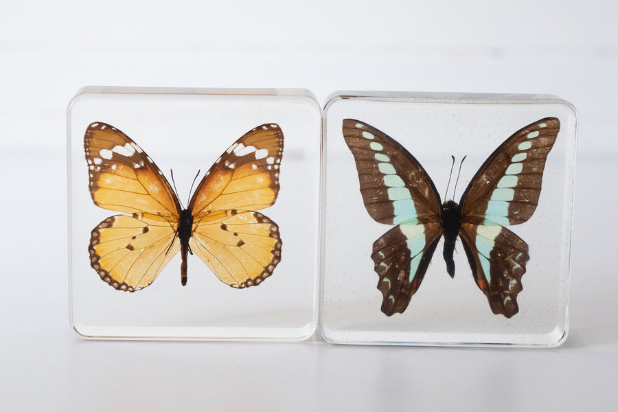 Butterfly Specimen Pair - Our Earth Life