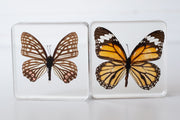Butterfly Specimen Pair - Our Earth Life