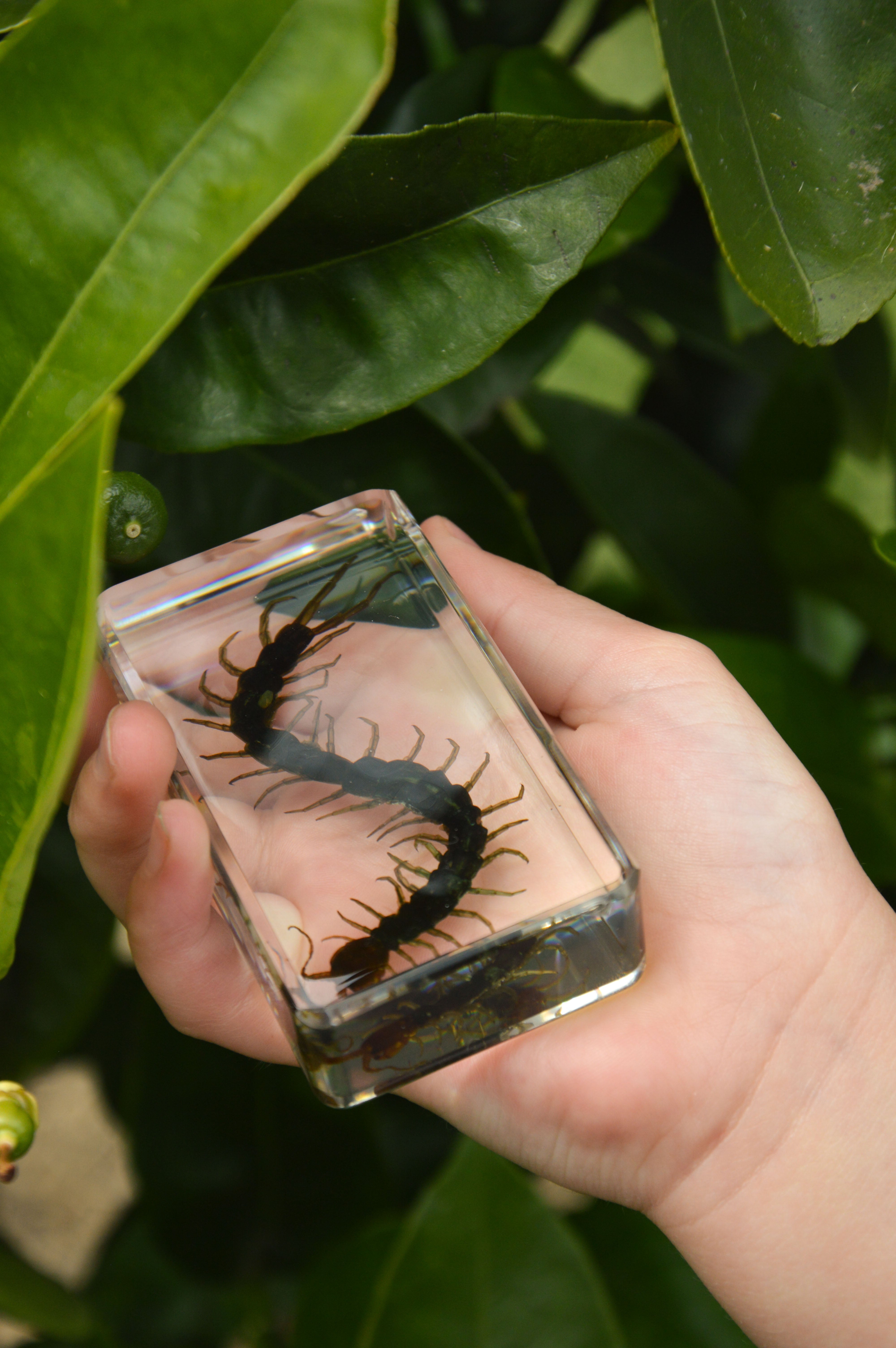 Centipede Specimen - Our Earth Life