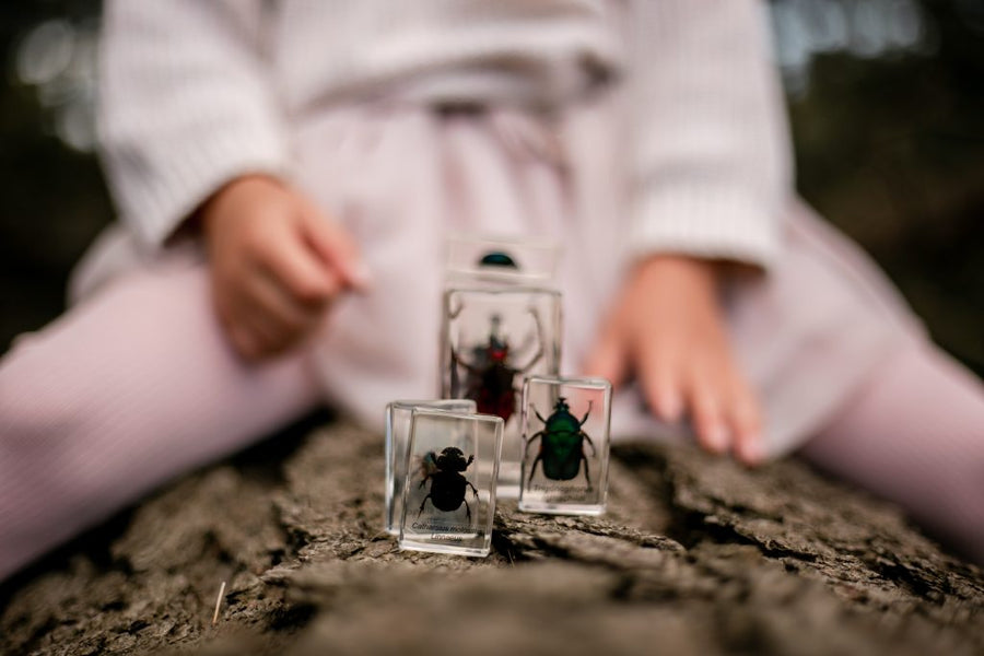 Chafer Beetle Specimen Set - Our Earth Life