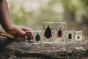 Chafer Beetle Specimen Set - Our Earth Life