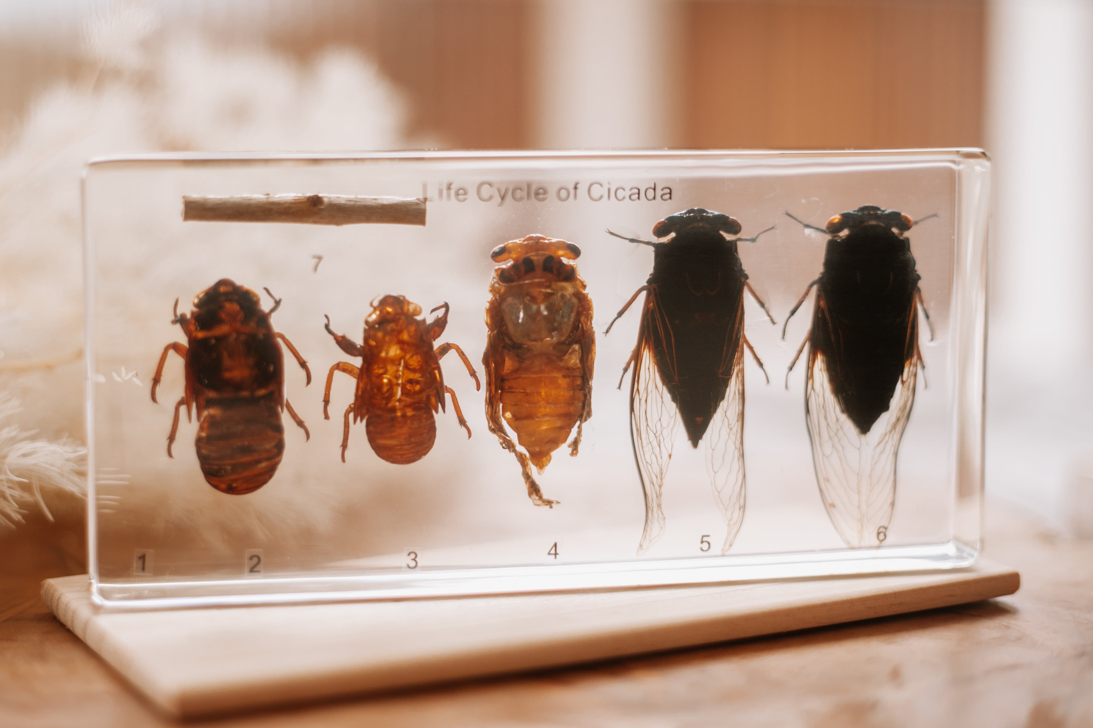 Cicada Life Cycle Specimen Block - Our Earth Life