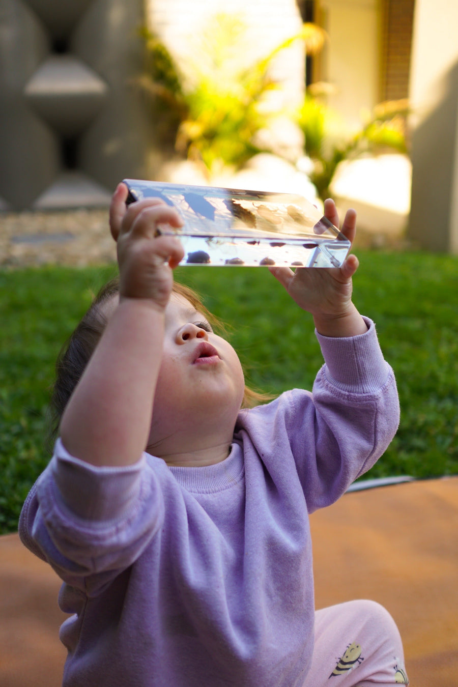 Cicada Life Cycle Specimen Block - Our Earth Life