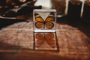 Common Tiger Butterfly Specimen - Our Earth Life