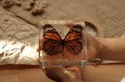 Common Tiger Butterfly Specimen - Our Earth Life