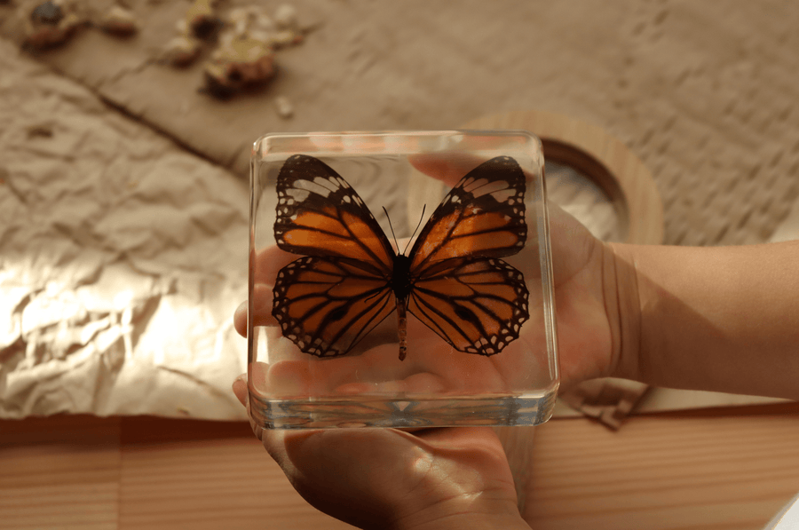 Common Tiger Butterfly Specimen - Our Earth Life
