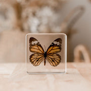 Common Tiger Butterfly Specimen
