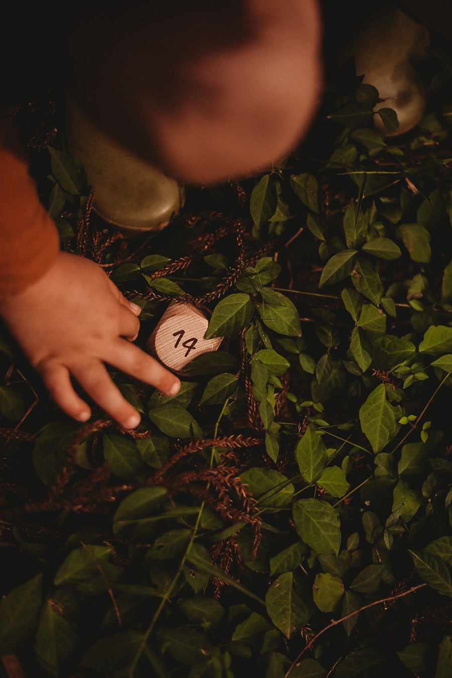 Compass Dice - Our Earth Life