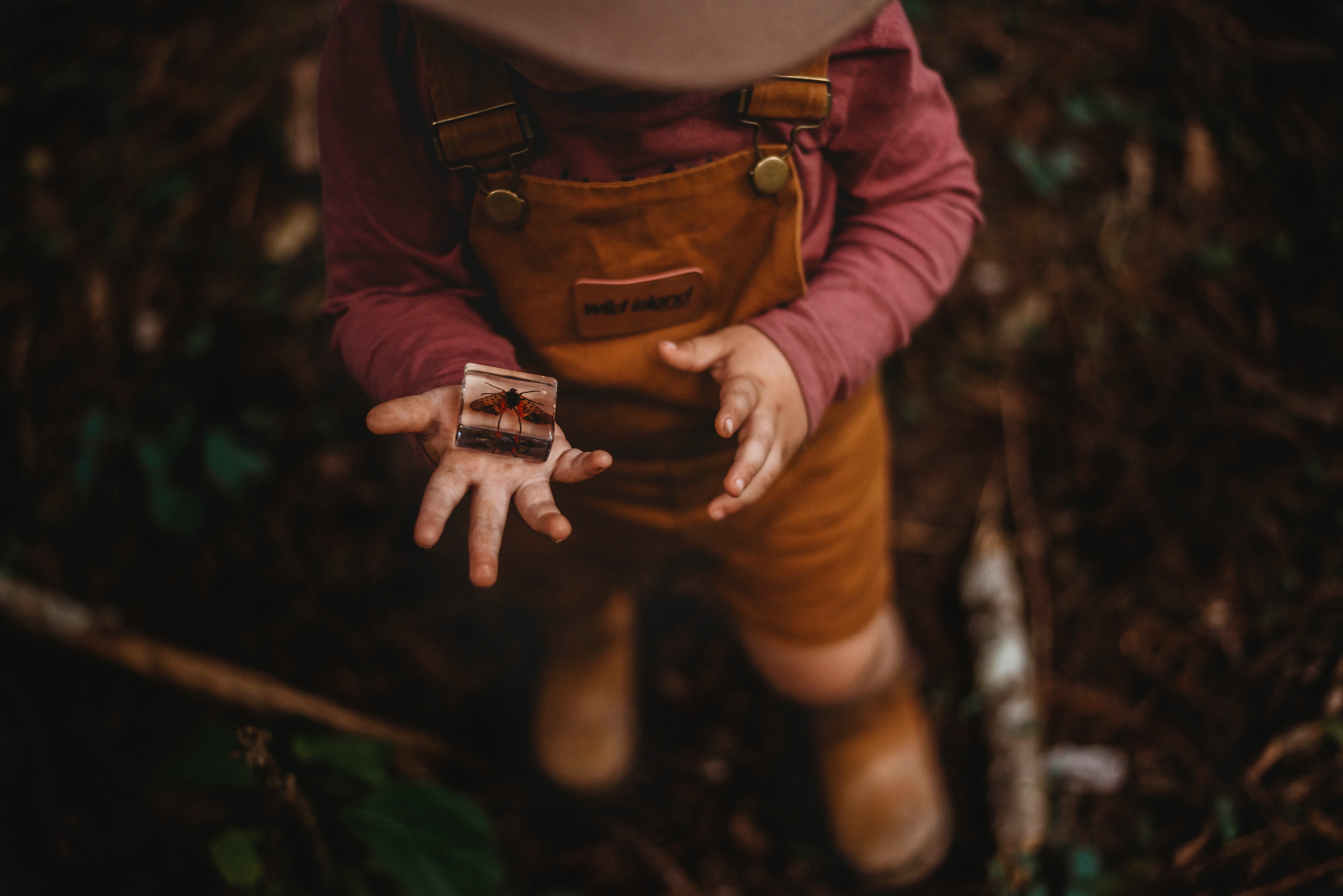 Creepy Crawlers Specimen Set - Our Earth Life