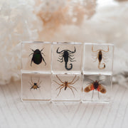Creepy Crawlers Specimen Set - Our Earth Life