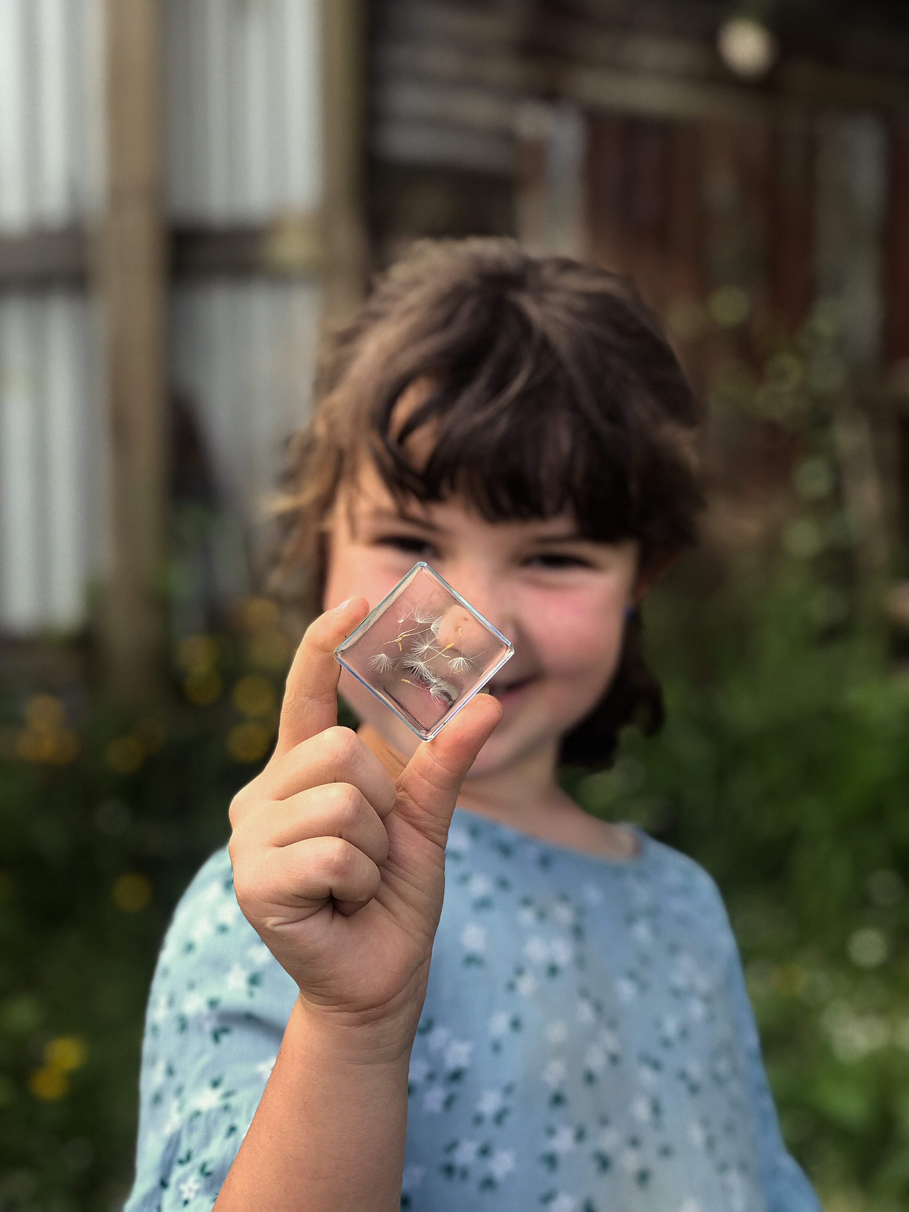 Dandelion Wishes - Our Earth Life