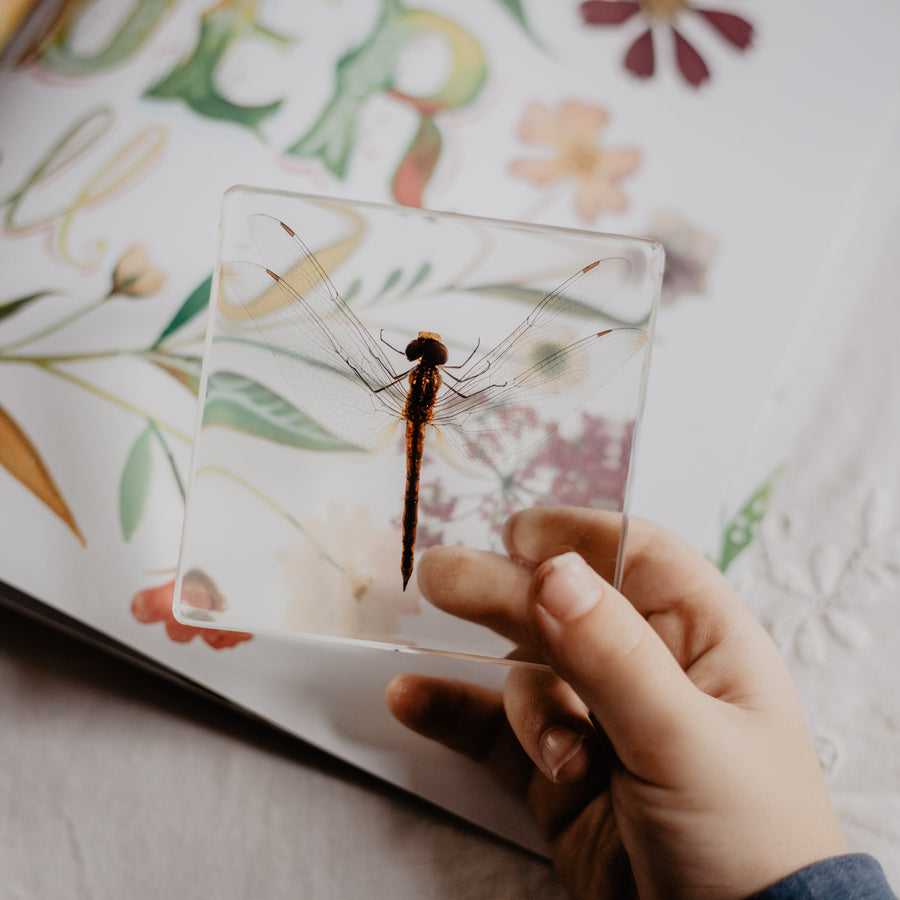 Dragonfly Specimen - Our Earth Life