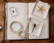 Dragonfly Specimen - Our Earth Life