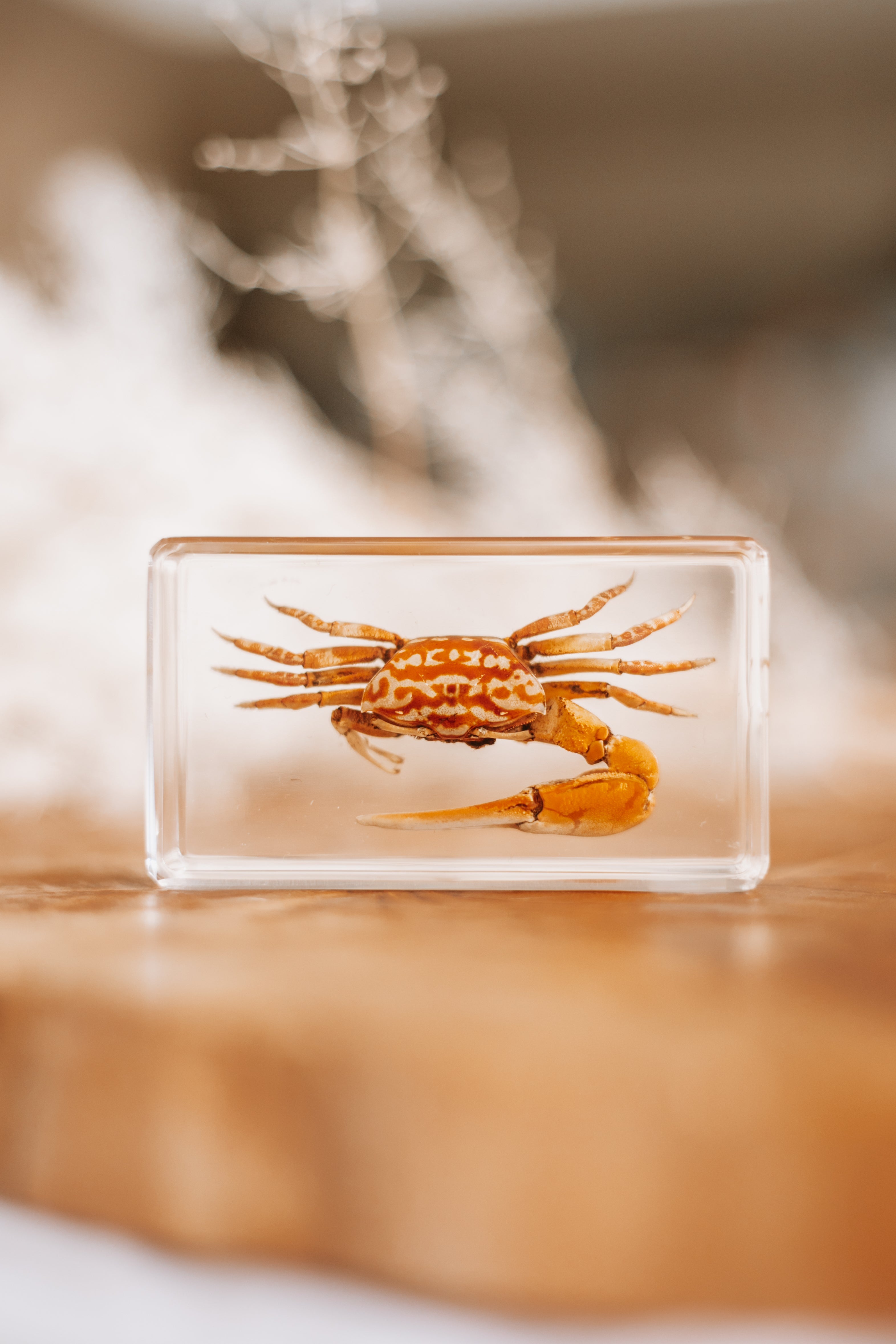 Fiddler Crab Specimen - Our Earth Life