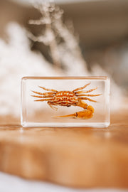 Fiddler Crab Specimen - Our Earth Life