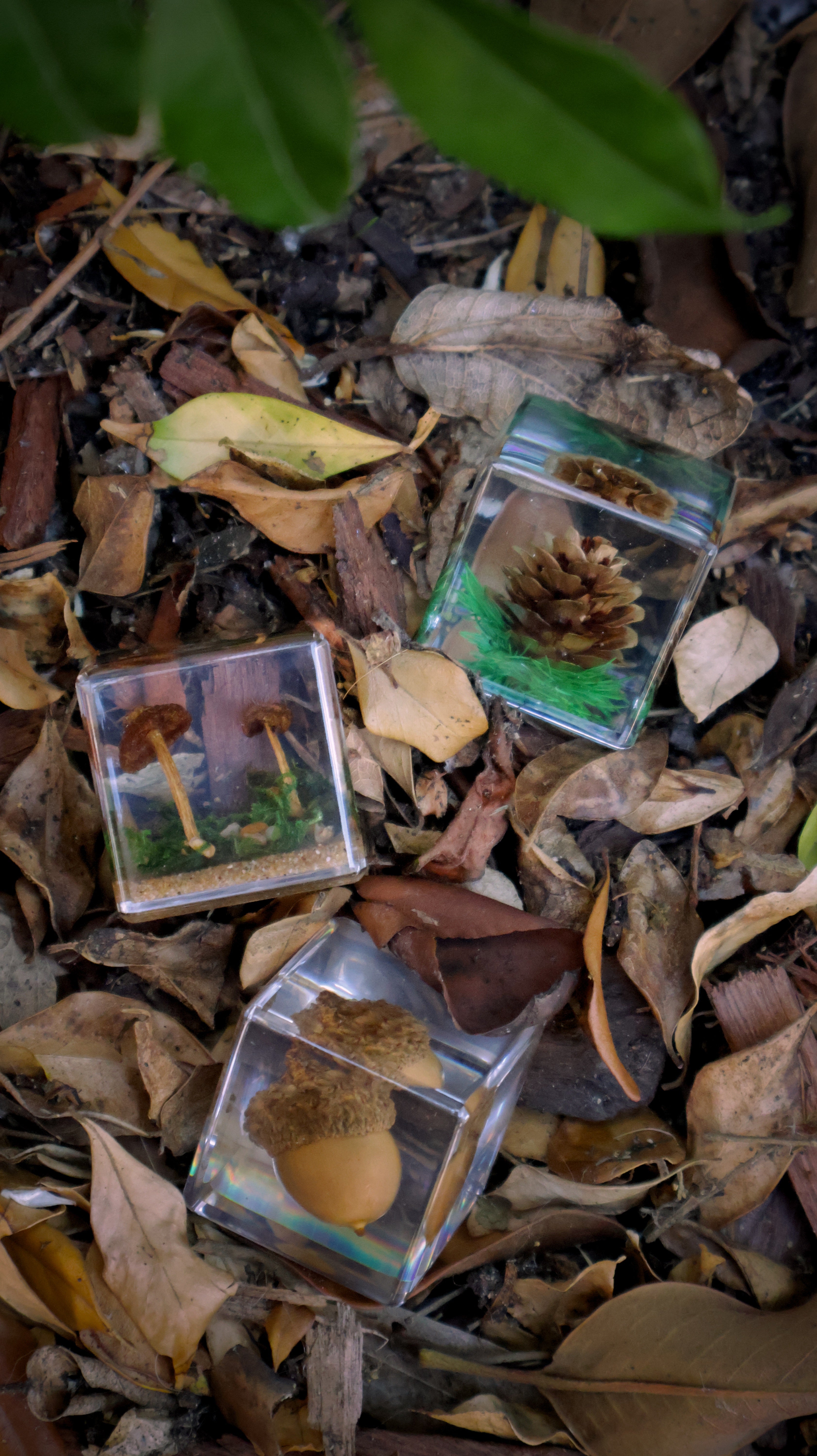 Trio of Forest Flora
