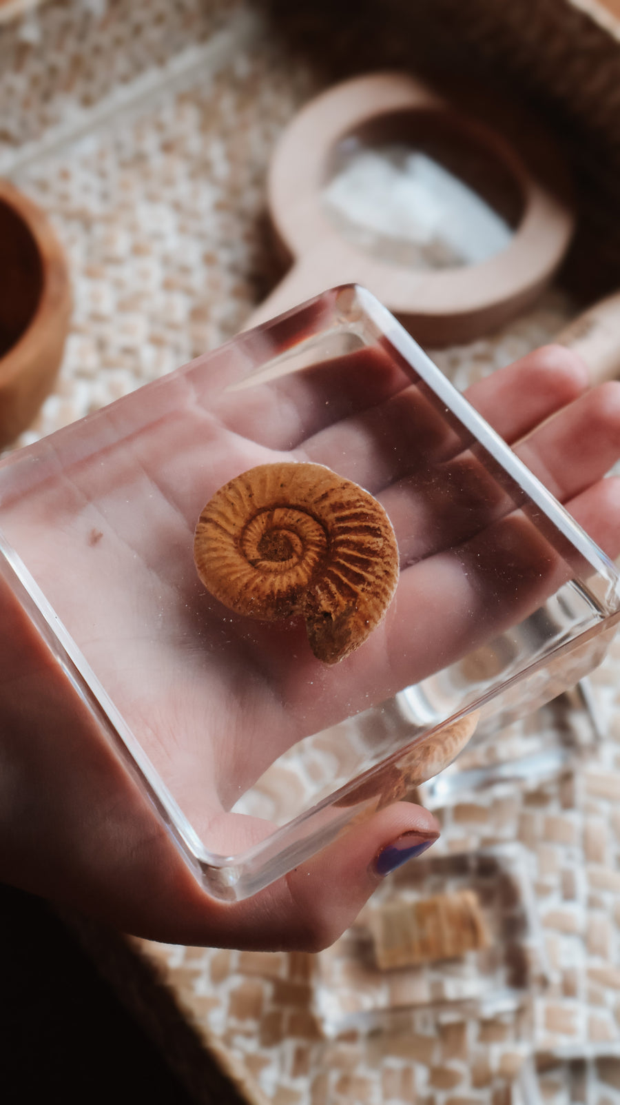 Fossil Finder Bundle - Our Earth Life