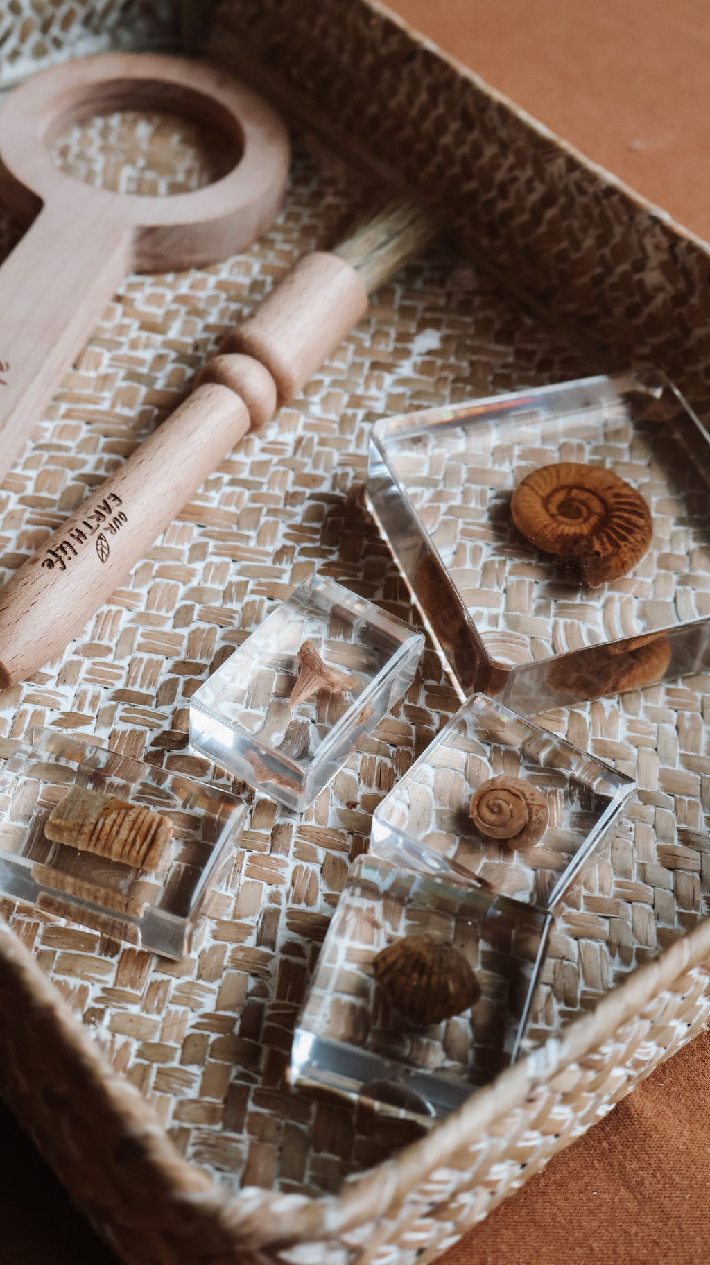 Fossil Specimen Set | Sensory + Messy Play | STEM Discovery – Our Earth ...