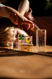 Four Leaf Clover Specimen - Our Earth Life