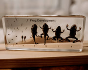 Frog Development Specimen Block - Our Earth Life