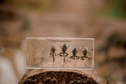 Frog Development Specimen Block - Our Earth Life