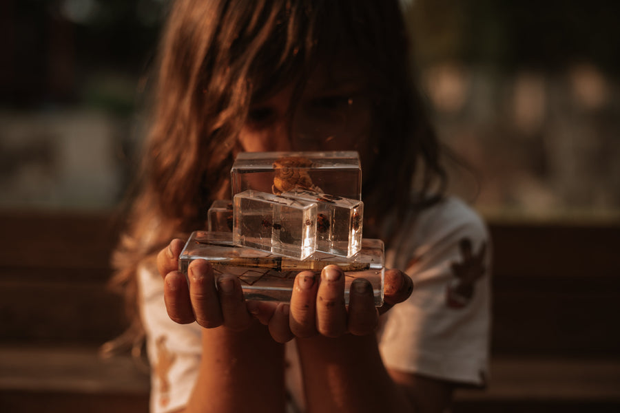 Garden Bug Specimen Set - Our Earth Life