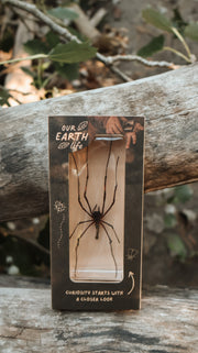 Golden Orb Spider - Our Earth Life