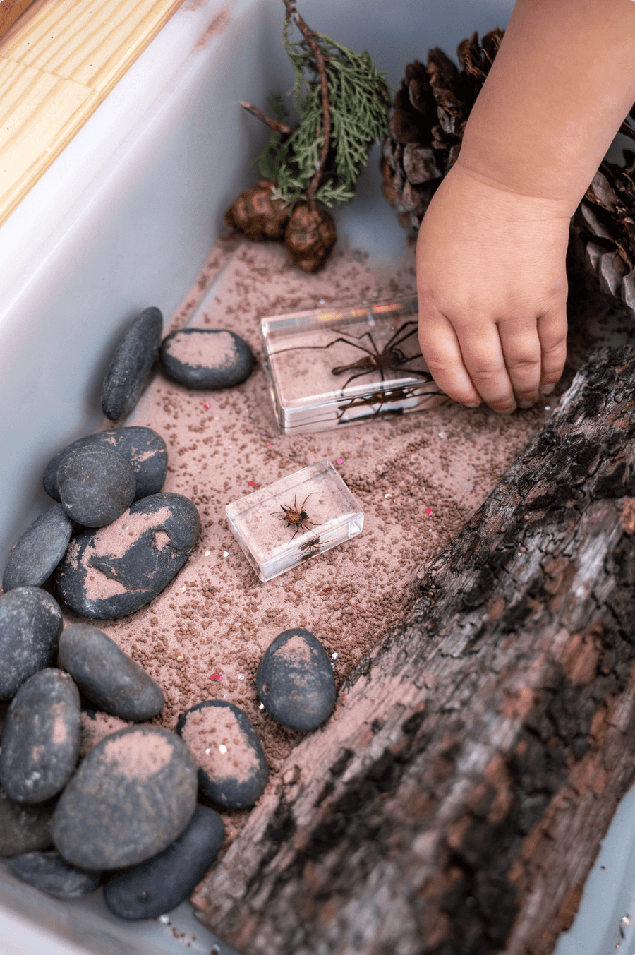 Golden Orb Spider - Our Earth Life