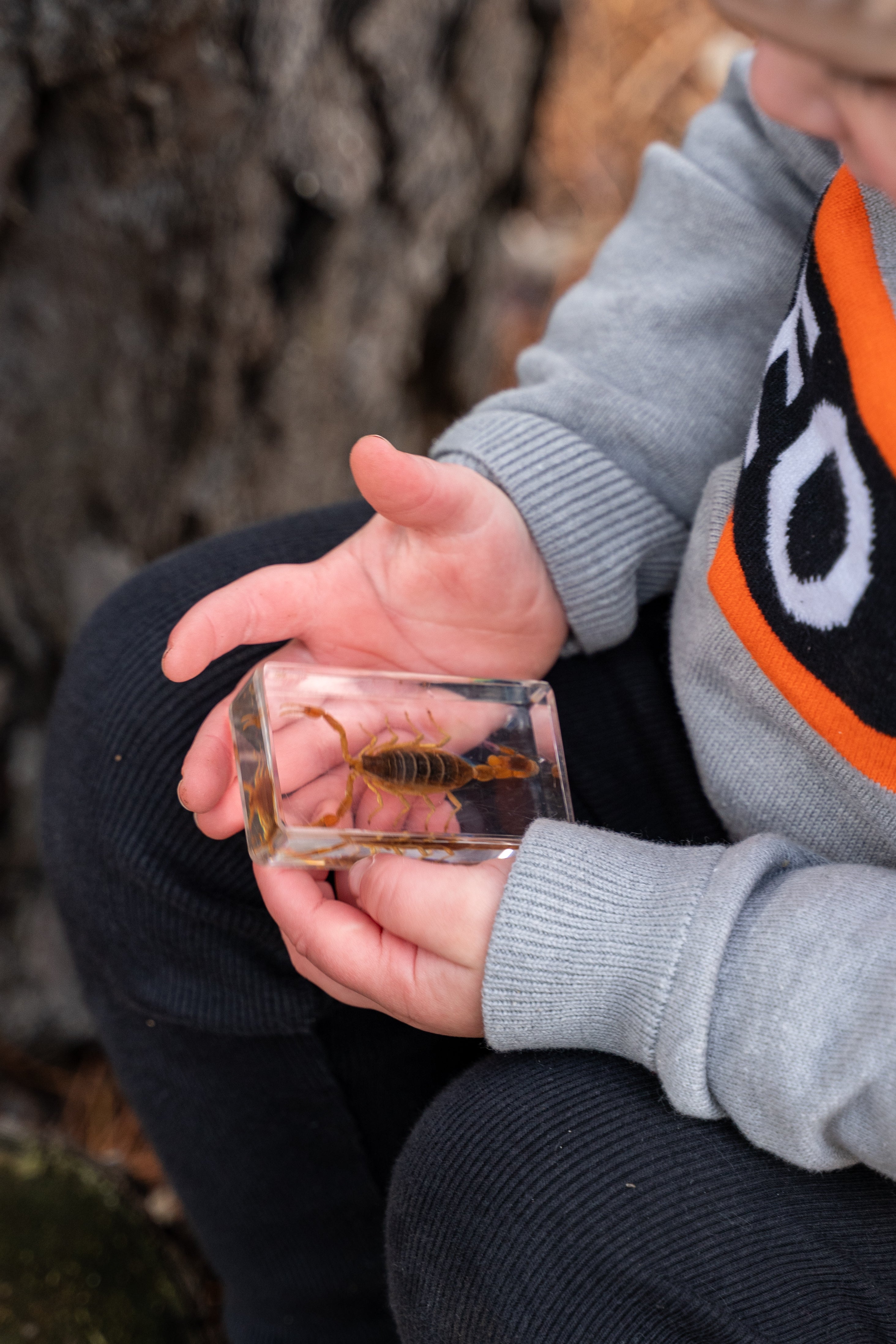 Golden Scorpion Specimen - Our Earth Life
