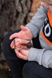 Golden Scorpion Specimen - Our Earth Life