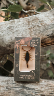 Golden Scorpion Specimen - Our Earth Life