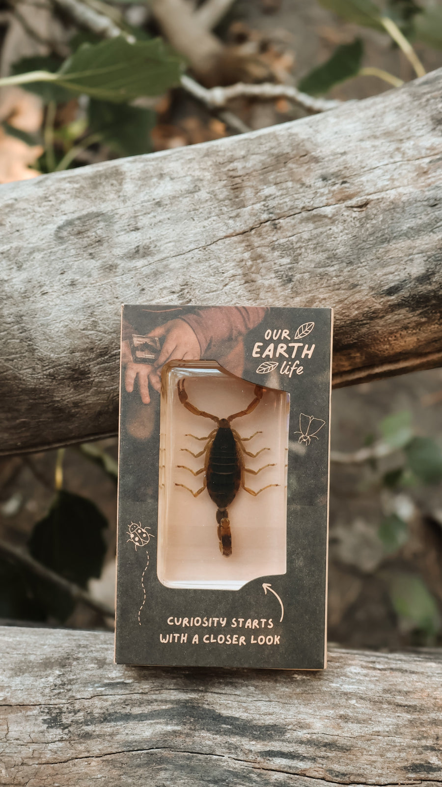 Golden Scorpion Specimen - Our Earth Life