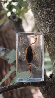 Golden Scorpion Specimen - Our Earth Life