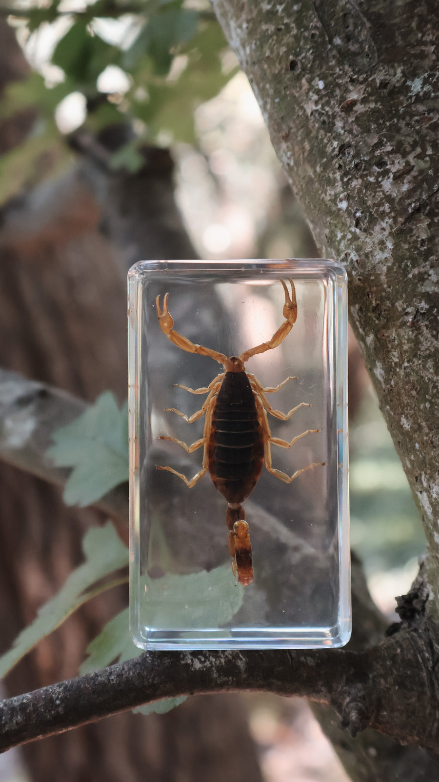 Golden Scorpion Specimen