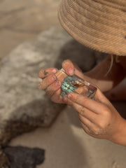 Hermit Crab Specimen - Our Earth Life