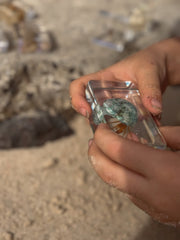 Hermit Crab Specimen - Our Earth Life