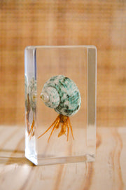 Hermit Crab Specimen - Our Earth Life