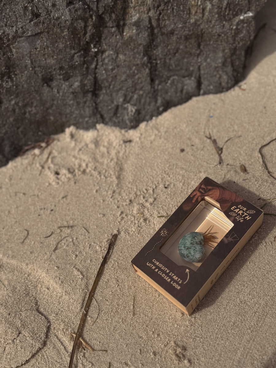 Hermit Crab Specimen - Our Earth Life