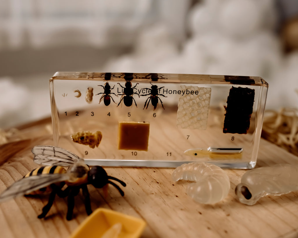 Honeybee Lifecycle Specimen Block | Resin Specimens for Kids | Nature ...