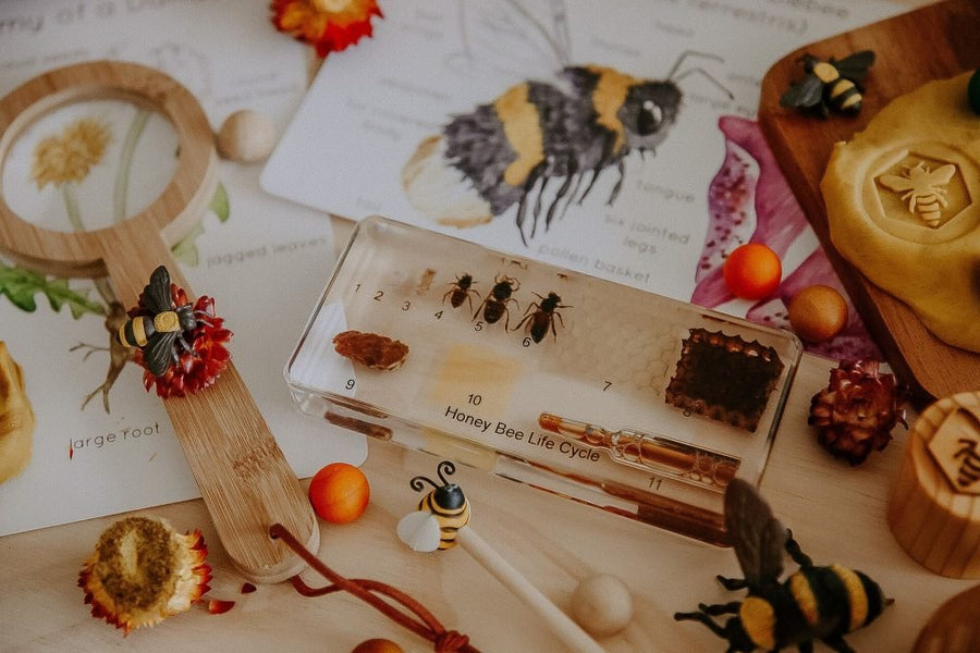 Honeybee Lifecycle Specimen Block - Our Earth Life
