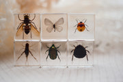 Investigative Insects Specimen Set - Our Earth Life