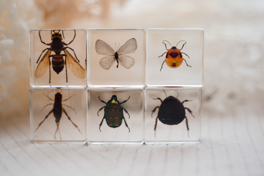 Investigative Insects Specimen Set - Our Earth Life