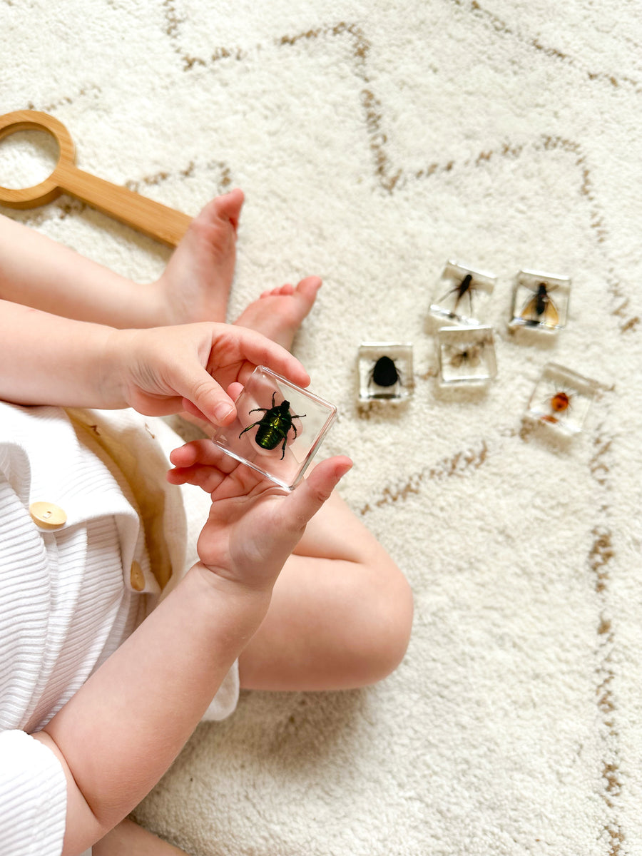 Investigative Insects Specimen Set - Our Earth Life