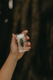 Jewel Beetle Specimen - Our Earth Life