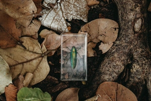 Jewel Beetle Specimen - Our Earth Life