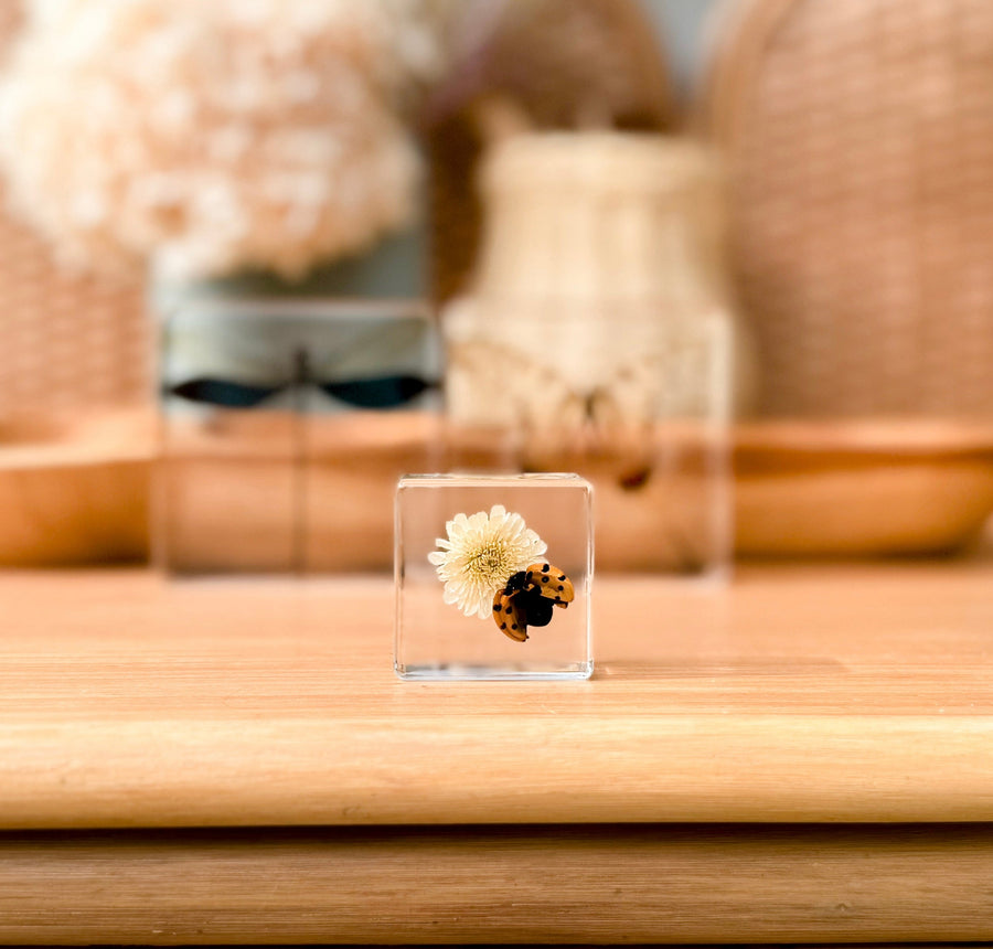 Ladybird and Flower Specimen - Our Earth Life