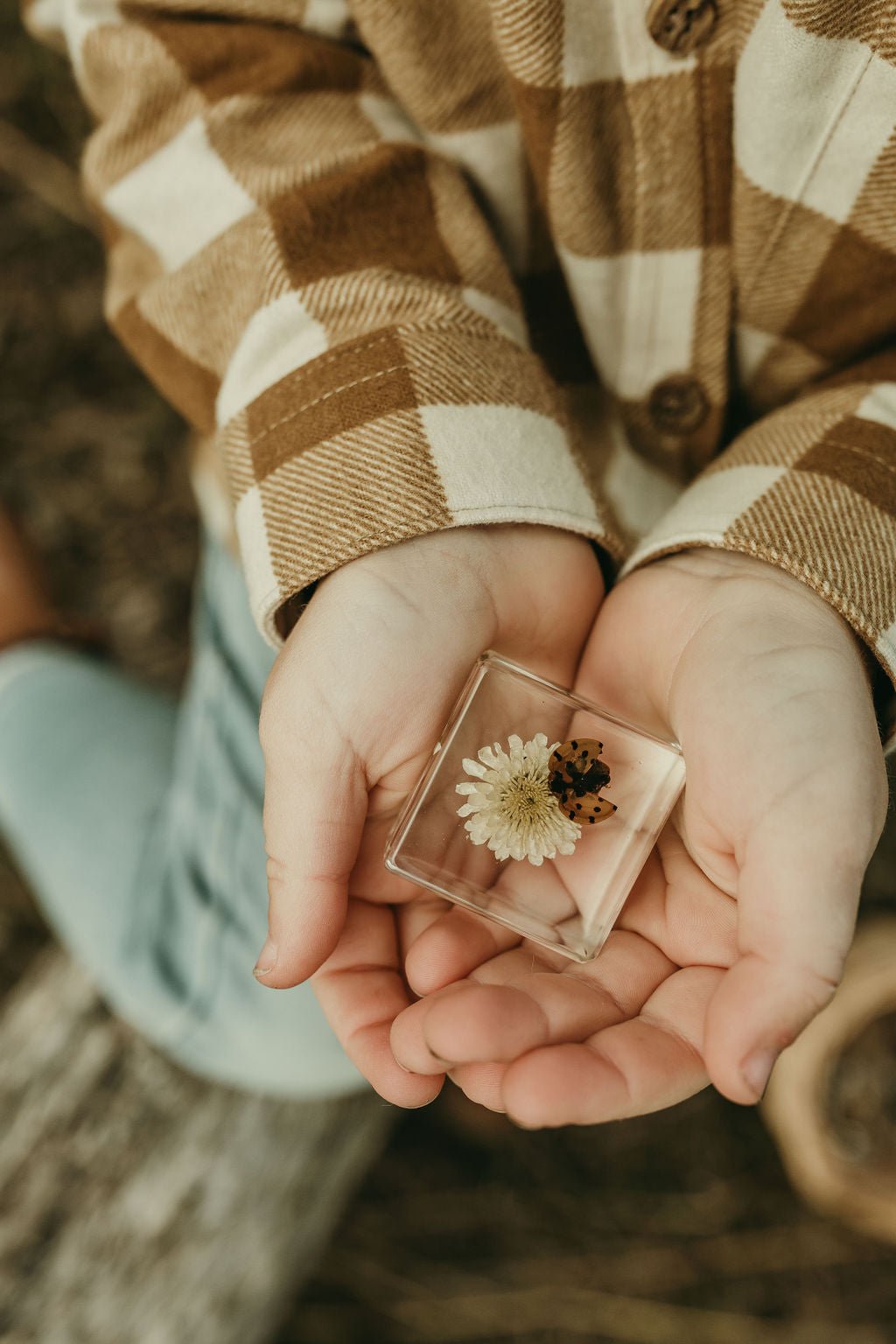 Ladybird and Flower Specimen - Our Earth Life