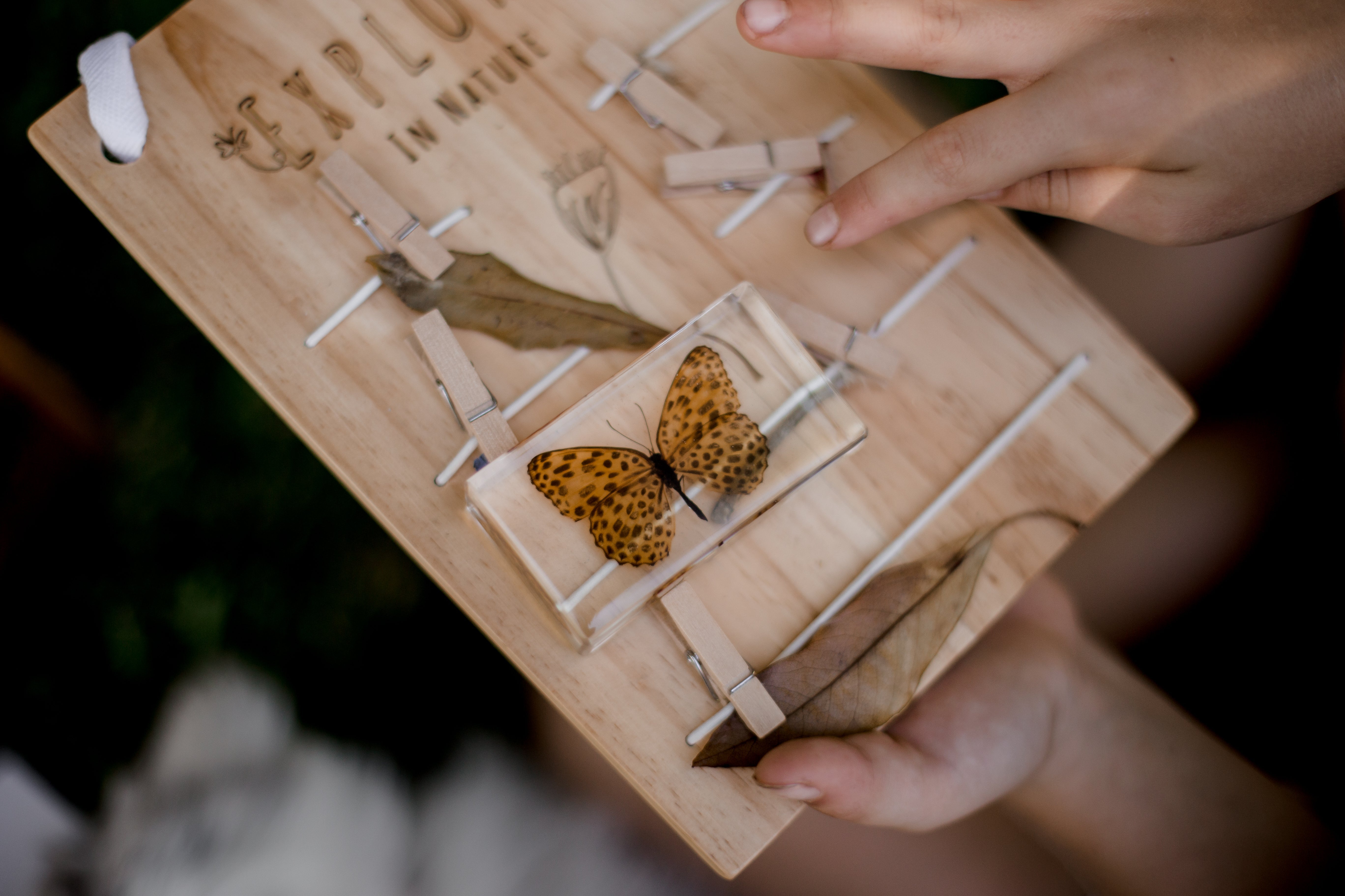 Leopard Butterfly Specimen - Our Earth Life